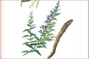 黃芩